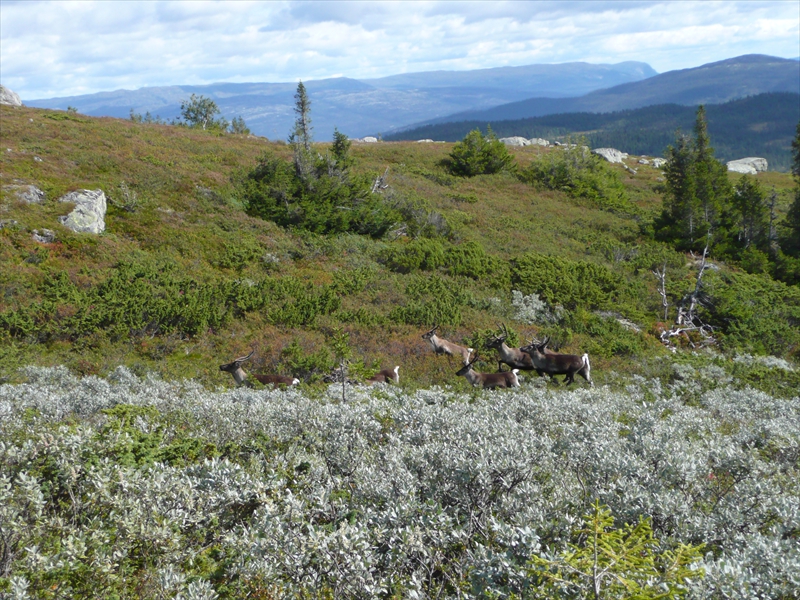 Topptur Tollefsrudfjellet (1)